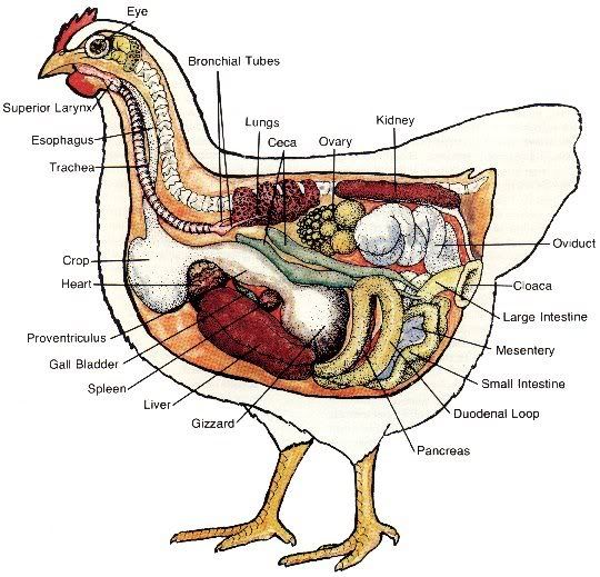 http://i180.photobucket.com/albums/x301/eggcetra_farms/chicken_anatomy.jpg