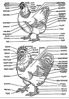 http://i180.photobucket.com/albums/x301/eggcetra_farms/exterior_chicken_anatomy.gif
