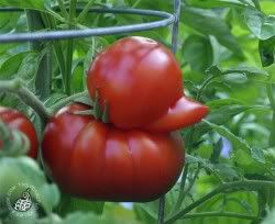 tomato_duck.jpg