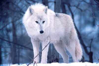White Wolf Ea Avatar