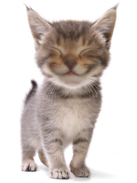 cat smile photo: cat smile cat-1.jpg