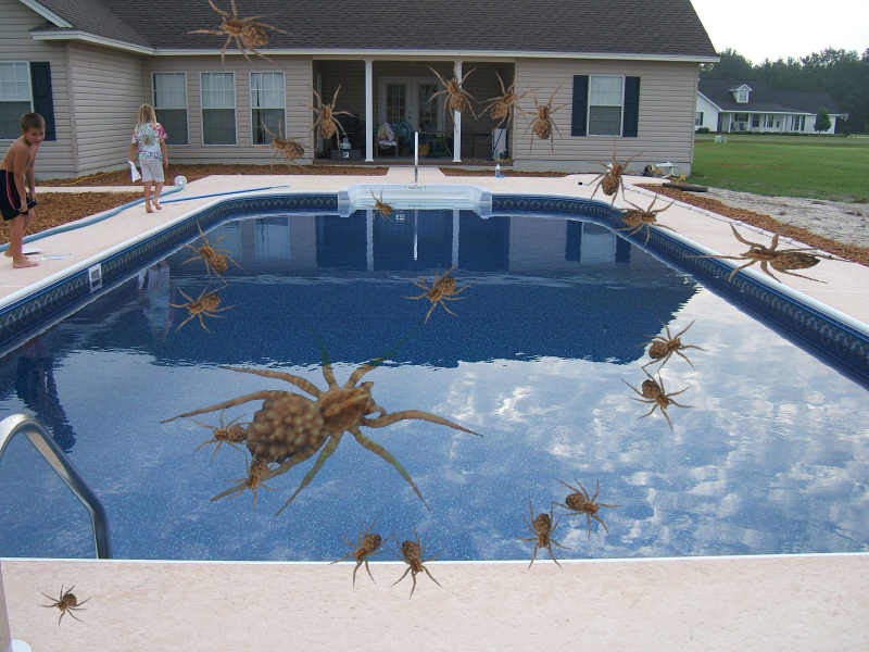 Pool_spider2sz.png