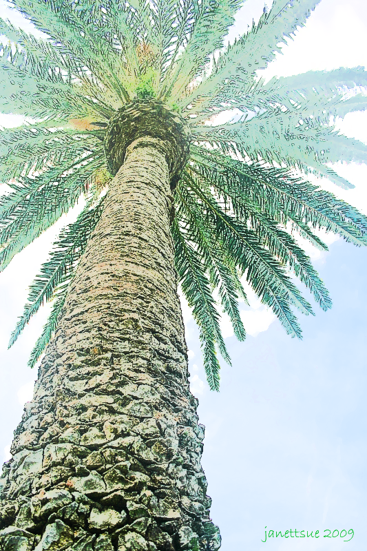palmtree.png