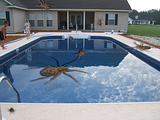 th_spidersinpoolsm.png