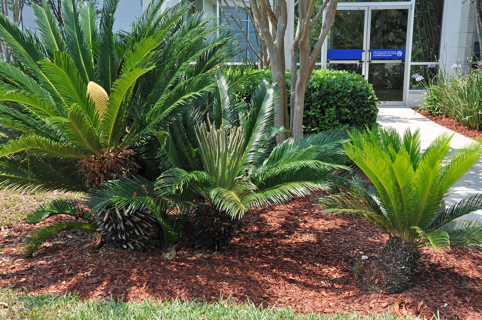The Goat: The Sago Palm