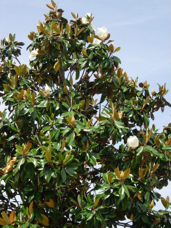 What Does A Magnolia Tree Look Like After It Blooms - Magnolia Blossom, 1925