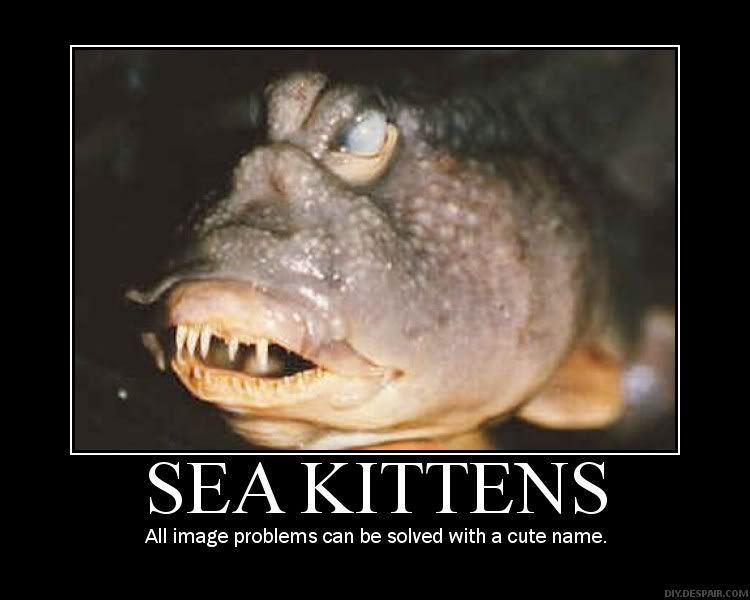 sea kitten draft