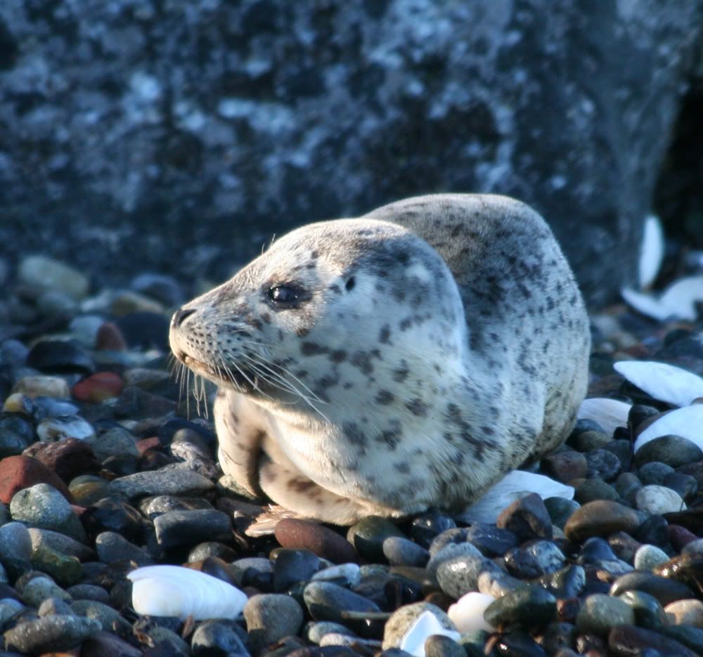 Baby_Seal_Seattle.jpg