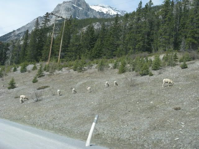 Mountain Goats Near Exshaw