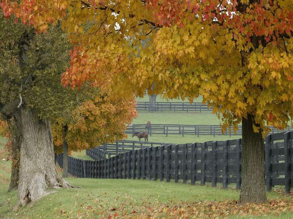 Horse Farm Background