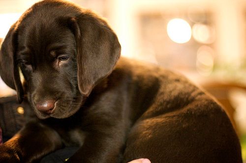 pup