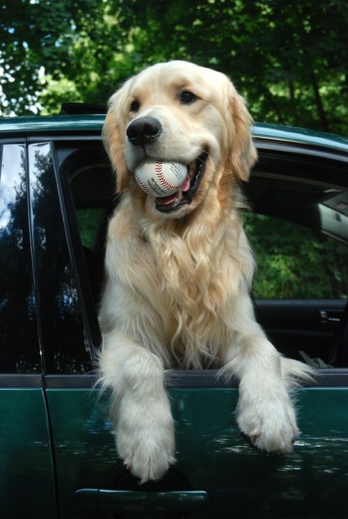 casey with ball