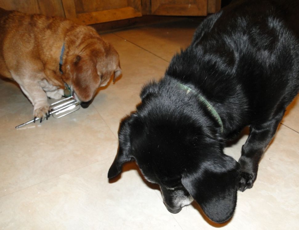 dogs