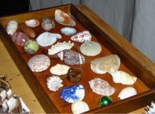 shells