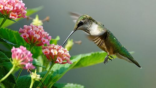 hummer