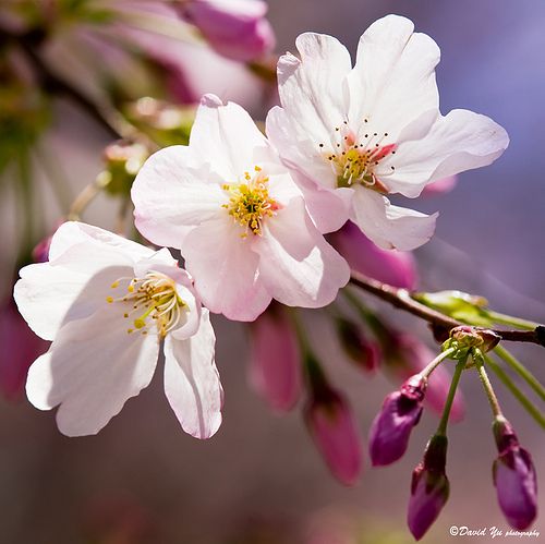 cherry blossoms