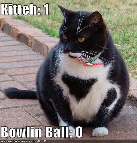 Bowling Ball Cat Photo by tomsmom1907 | Photobucket