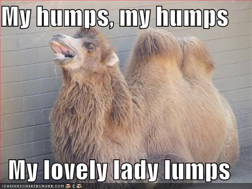 funny-pictures-camel-sing-humps-son.jpg