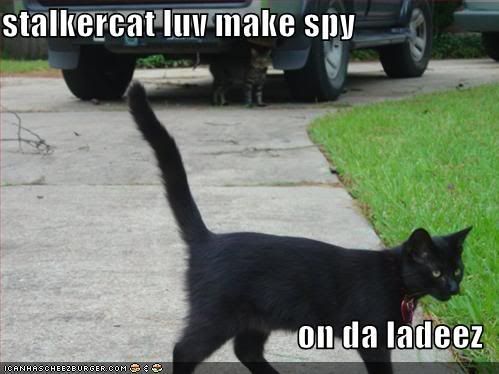 stalker cat