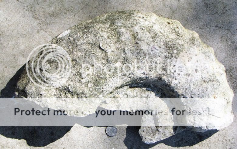 Another Fossil Found In Hays County Texas... - Fossil ID - The Fossil Forum