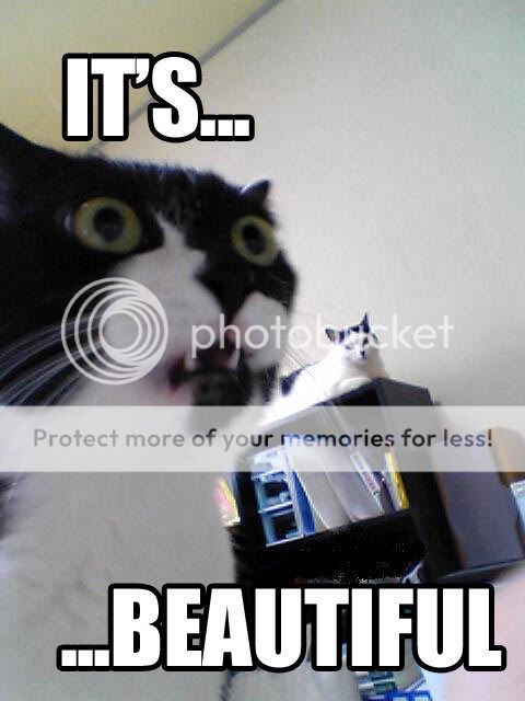 https://i180.photobucket.com/albums/x225/noah51/cat_its_beautiful.jpg