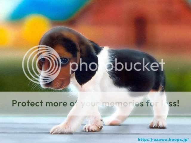 Beagle dog puppy