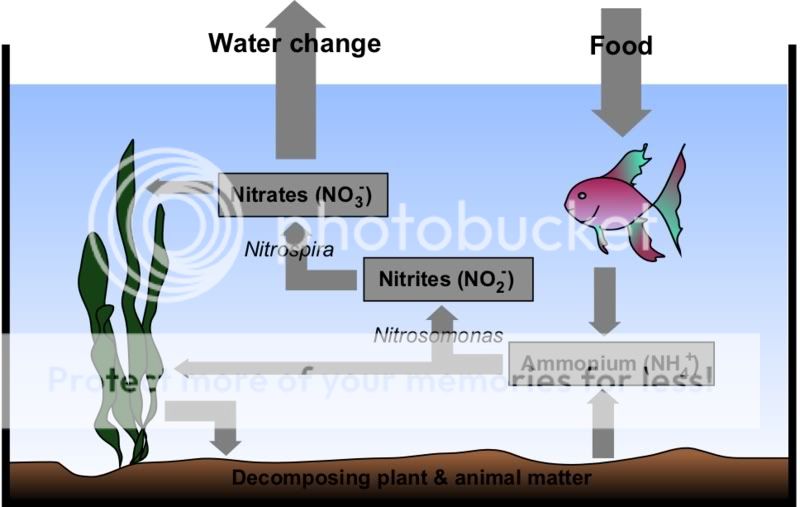 The Nitrogen Cycle | Tropical Fish Forums