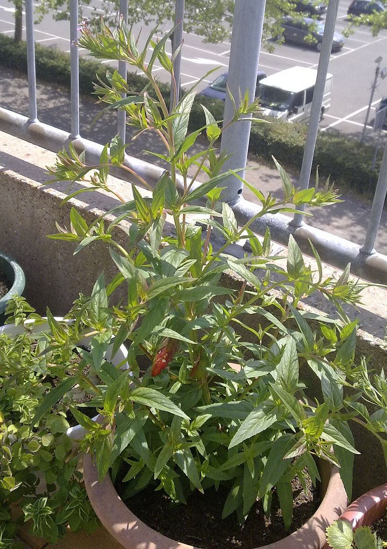 17062015751_zpsq3pbmqgc.jpg